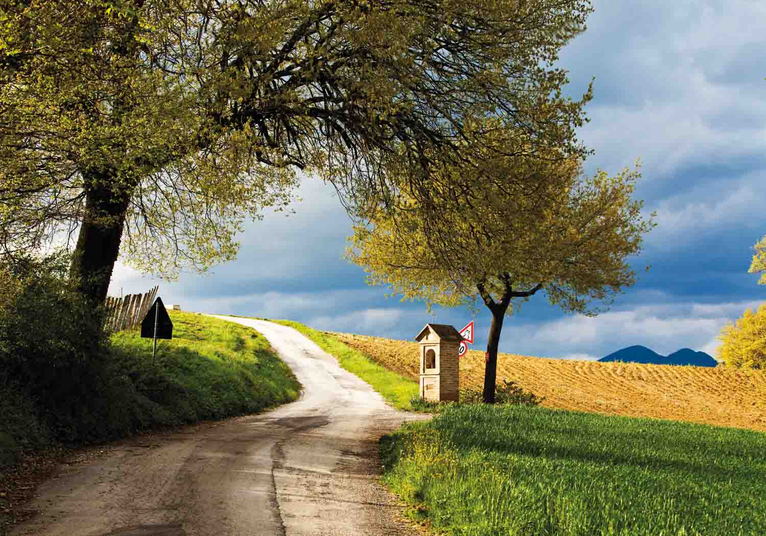 Verdicchio-Weinberge