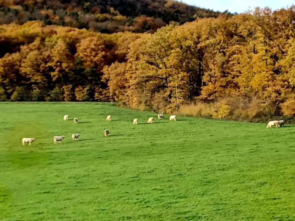 Blick in die Nordvogesen
