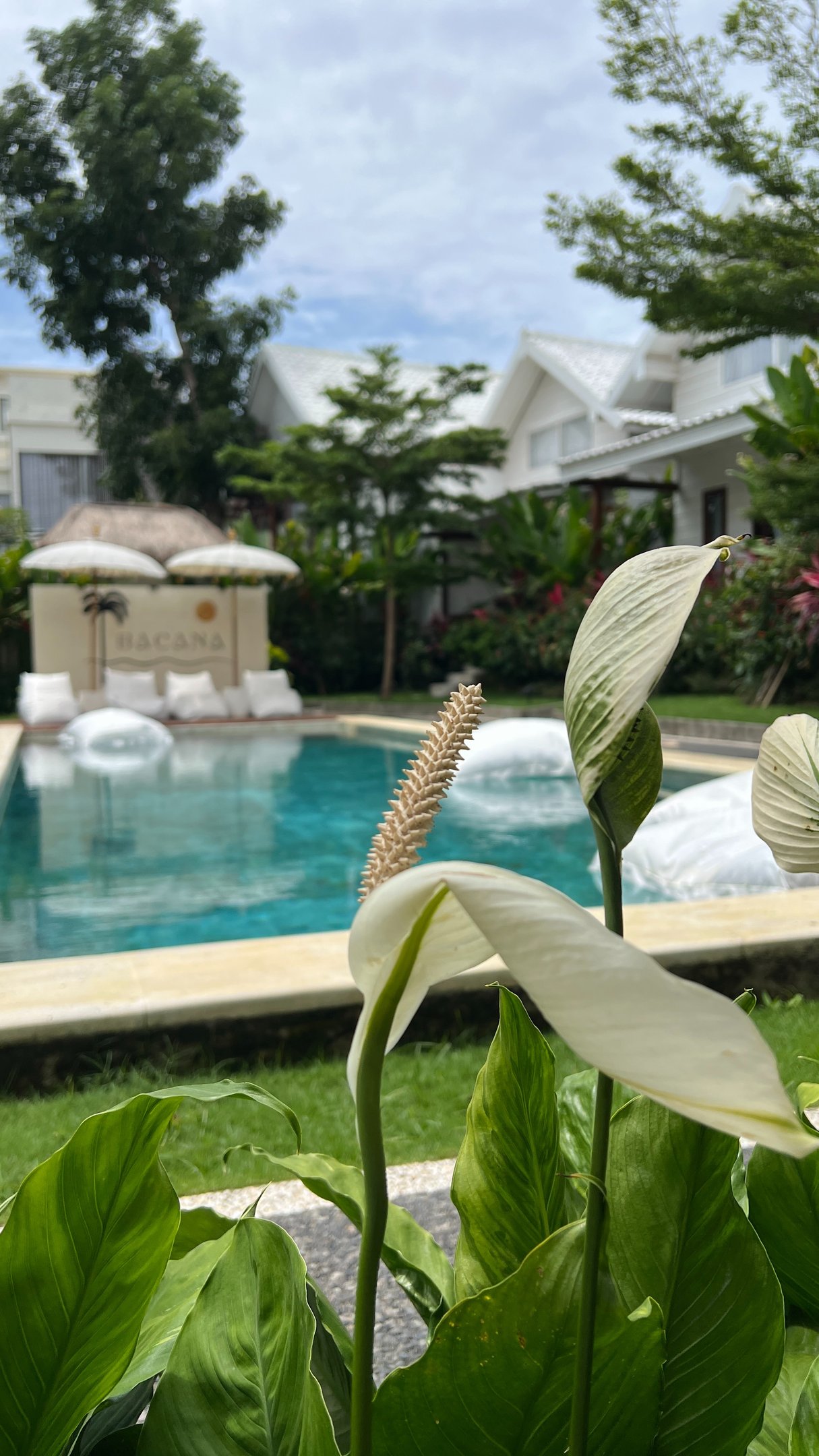 Daybeds by the pool